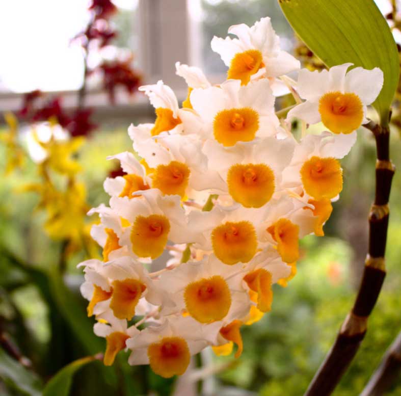 PINEAPPLE ORCHID - compared to BBW