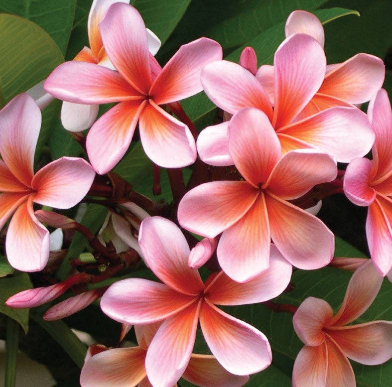 Plumeria Fragrance Oil with Cassis and Peach