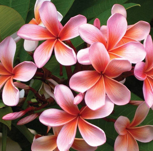 Plumeria Fragrance Oil with Cassis and Peach