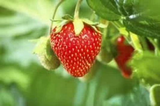 Strawberry Fragrance Oils
