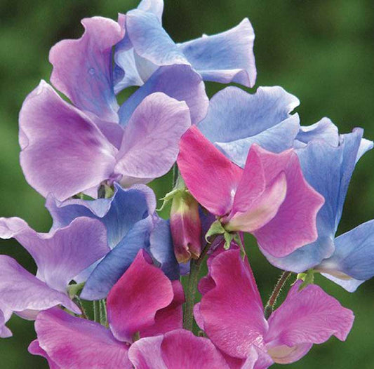 SWEET PEA - compared to BBW