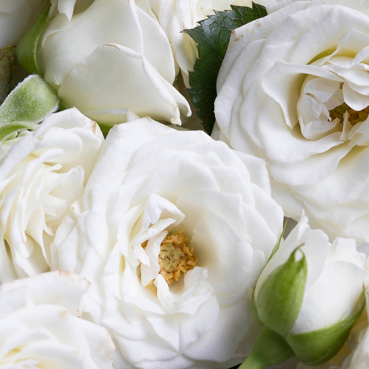 Body Smoothing Milk White Blossom