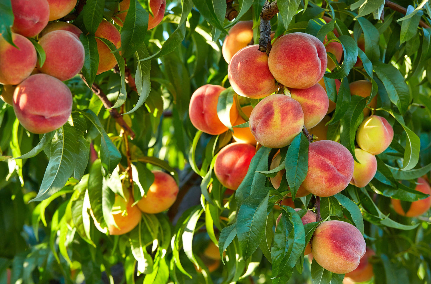 Summer Peach
