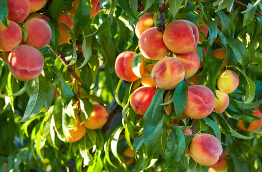 Summer Peach